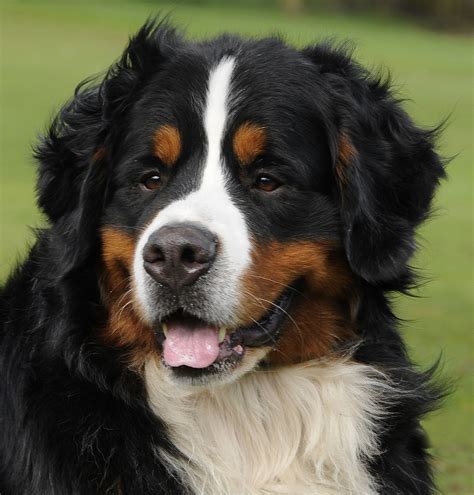 Bernese Mountain Dogs : Biological Science Picture Directory – Pulpbits.net