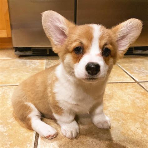 Baby Corgi Puppies For Sale Near Me, Welsh Corgis For Adoption | Corgi puppies for sale, Welsh ...