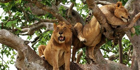 Tree Climbing lions - what to do in queen elizabeth park