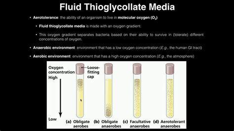 Microbiology Lab | Fluid Thioglycollate Media & Aerotolerance - YouTube