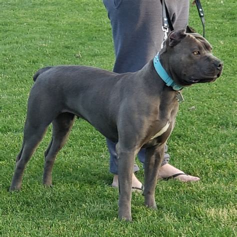 Molossus Puppies For Sale | Mesa, AZ #332720 | Petzlover