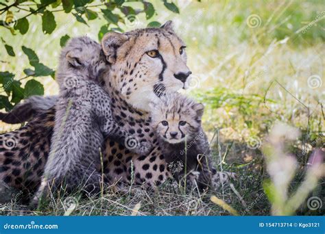 Portrait Cheetah Cubs with Mother Stock Photo - Image of wildanimals ...