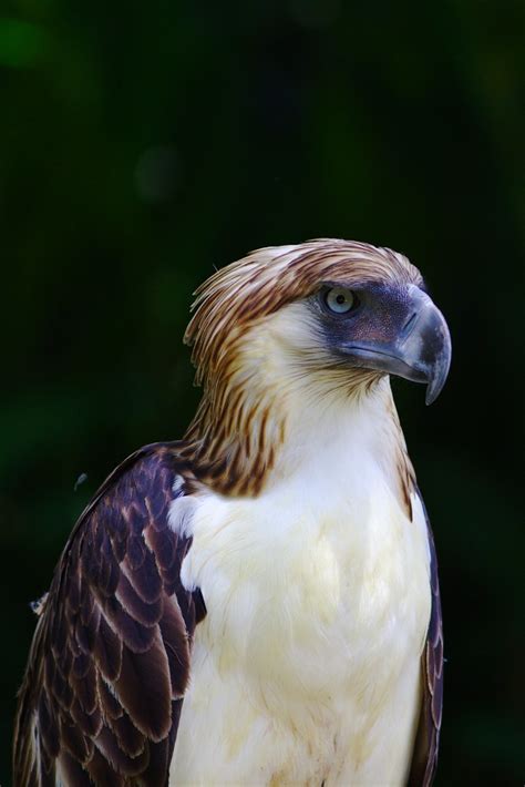 Philippine Eagle | Pithecophaga jefferyi. Philippine Eagle C… | Flickr