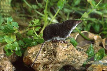 Eurasian water shrew - Alchetron, The Free Social Encyclopedia