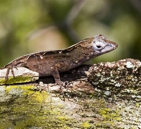 Brown Anole