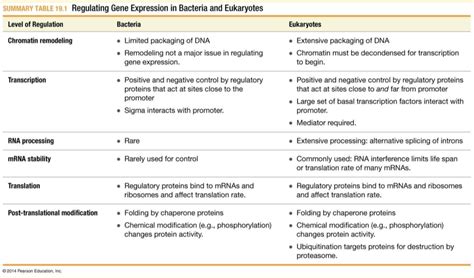 Lecture 15 - Prokaryotic and eukaryotic gene expression Diagram | Quizlet