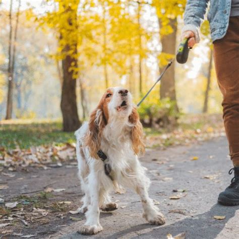 Leash Reactivity in Dogs - Behavior Causes & Training Tips