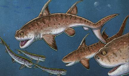 Scientists Discover Fossils of 'Godzilla Shark' - Space Coast Daily