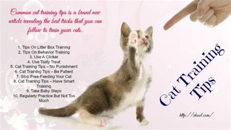 12 Cat Training Tips That You Should Know