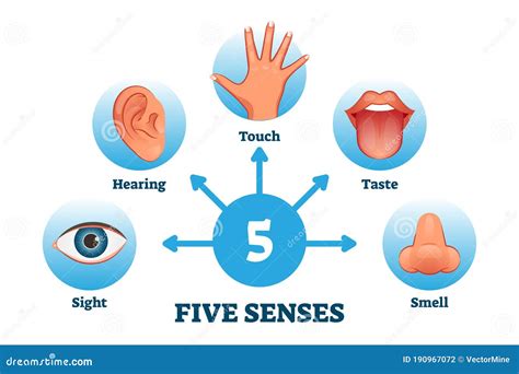 Five Senses Labeled Scheme To Receive Sensory Information Vector Illustration Stock Vector ...