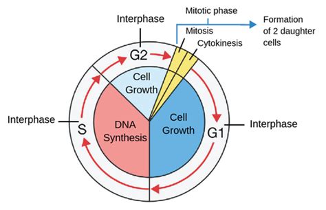 Substage of Interphase Immediately After a Cell Divides