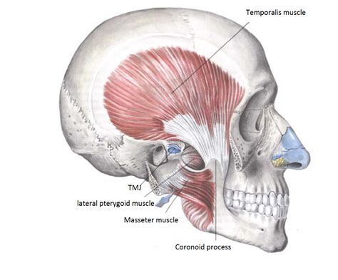 Masseter Muscle | News | Dentagama