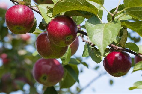 Fertilizing Apple Trees In The Garden: Learn About Fertilizer For ...