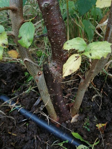 Are these suckers on plum tree? — BBC Gardeners' World Magazine