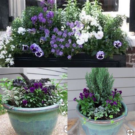 Winter pots | Garden pots, Purple flowers, Plants