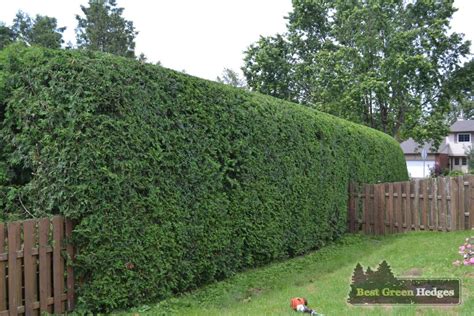 Hedge Trimming | Best Green Hedges