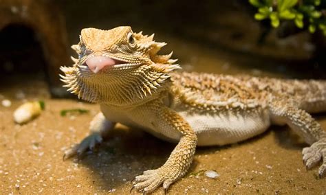 19 Different Bearded Dragon Behaviors and Their Meanings