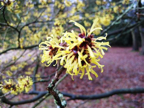 Hamamelis mollis – Bowles & Wyer