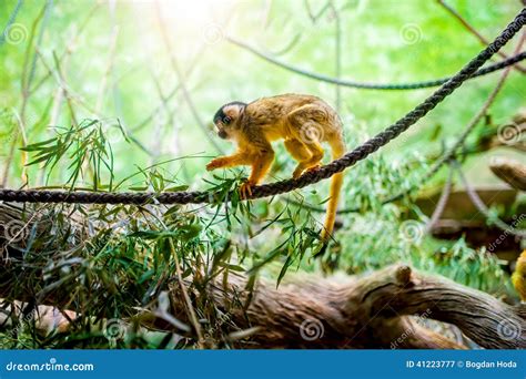 Squirrel Monkey In Natural Habitat, Rainforest And Jungle Stock Photo - Image: 41223777