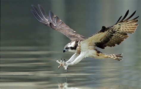 Birds You May See Kayaking in Black Canyon | Blazin' Paddles