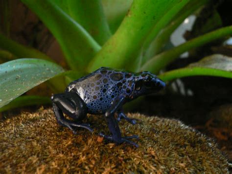 Dendrobates 004 | This is a poison dart frog from the specie… | Flickr