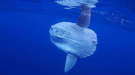 Watch Absurd Creatures | Pucker Up With the Truck-Sized Ocean Sunfish | Absurd Creatures | WIRED