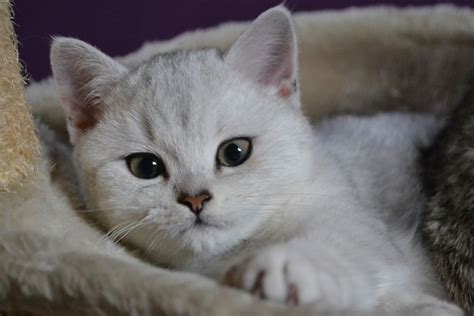 SI*Silverbuttons - Cattery of Silver and Golden Shaded British Shorthair Cats: Can & Chanel - 14 ...