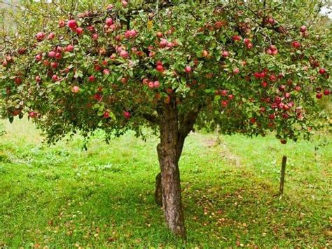 Can Apple Trees be Planted in the Fall? – Thriving Yard