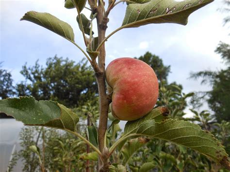 Pink Lady Apple Trees On Sale!