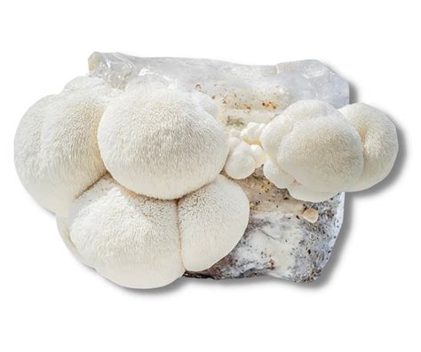 Lions Mane Mushroom Grow Bag – Sunshinemushrooms