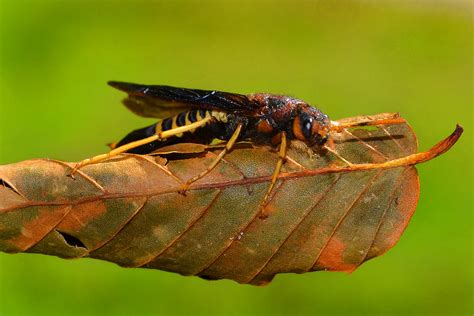 Northern Paper Wasp Photograph by Gary Keesler - Fine Art America