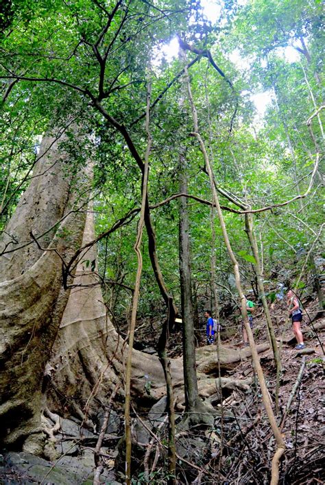 Thailand Jungle Trekking - Khao Sok Riverside Cottages