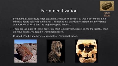 PPT - Processes of Fossilization PowerPoint Presentation, free download ...