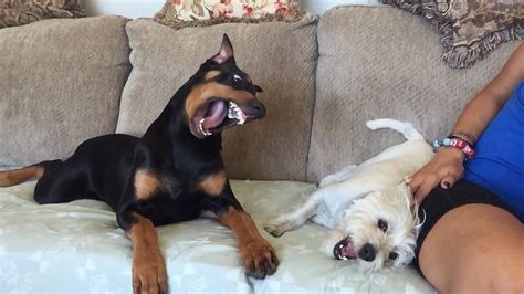 Doberman Attack In SlowMo - YouTube