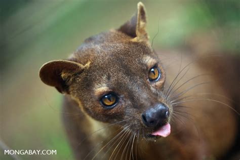 The Fossa, Madagascar's largest carnivore