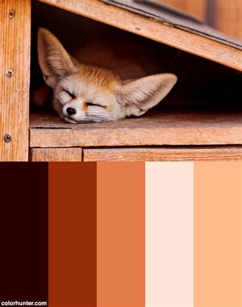 Sleeping Fennec Fox Color Palette | Fox, Fennec fox, Color palette