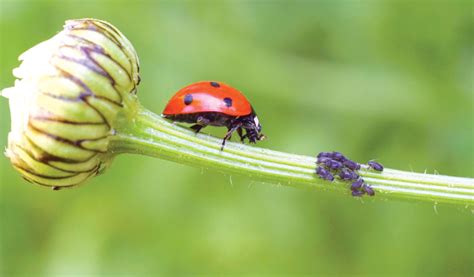 Ways To Utilize Natural Pest Control In Your Home