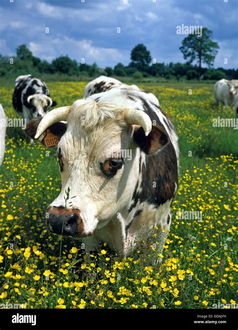 Normandy cow hi-res stock photography and images - Alamy