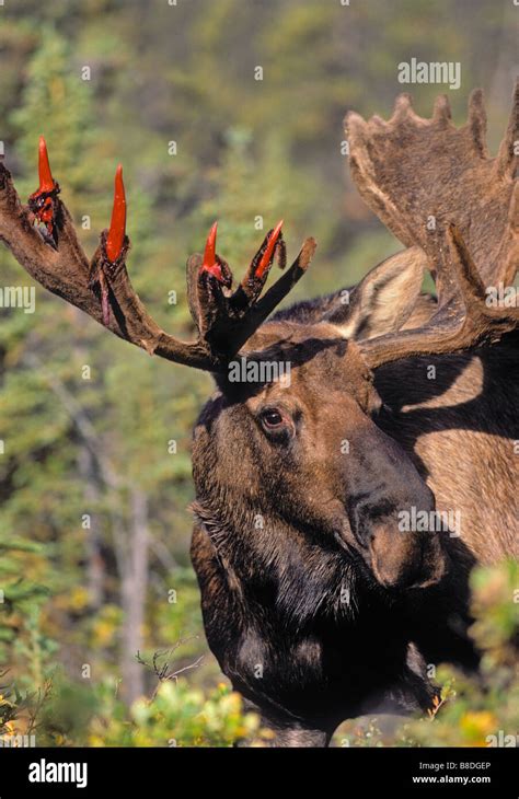 Moose antlers shedding hi-res stock photography and images - Alamy