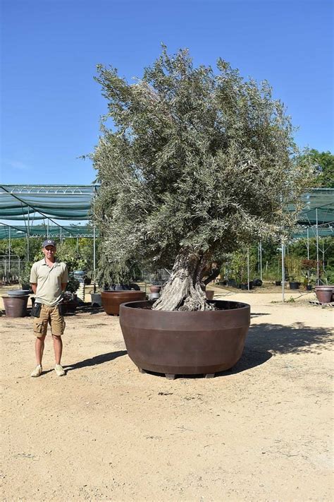 UK's Largest Potted Olive Tree | Olive Grove Oundle