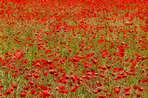 Poppy Field Sky White Flora Photo Background And Picture For Free ...