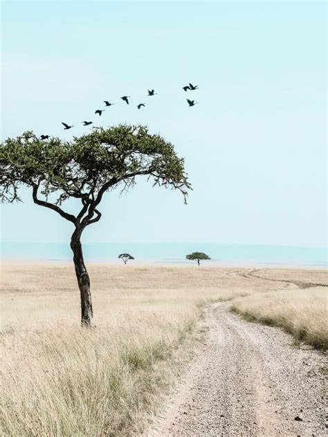 All You Need To Know About Masai Mara - Animals Around The Globe