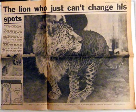 Amazing Leopon : Cross Breed Of A Leopard Male And Lioness | Most Unbelievable & Amazing Things ...