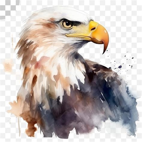 Premium PSD | Watercolor painting of a bald eagle watercolor painting ...