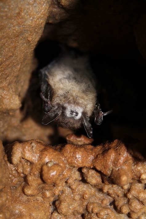 White-nose syndrome has devastated bats—but some are developing immunity