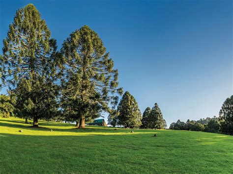 Bunya Mountains National Park - Attraction - Queensland