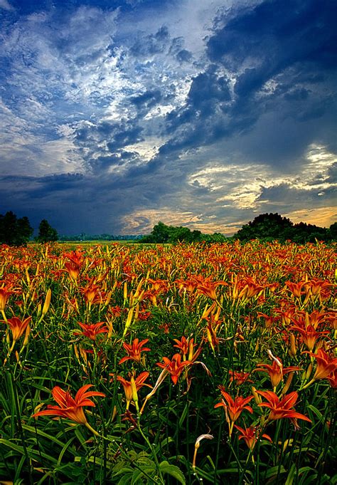 Field Of Lilies Photograph by Phil Koch