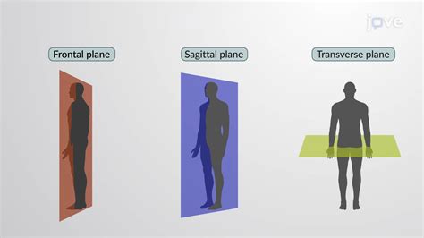 Midsagittal Plane