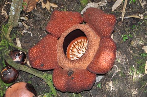 Rafflesia arnoldii - PictureThis