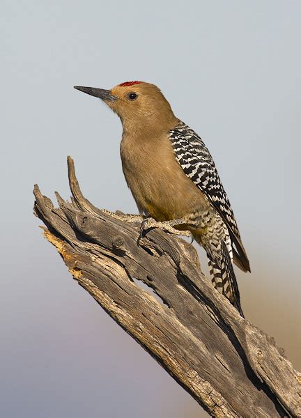 Gila Woodpecker - Sonoran Desert Wildlife - craibas.al.gov.br